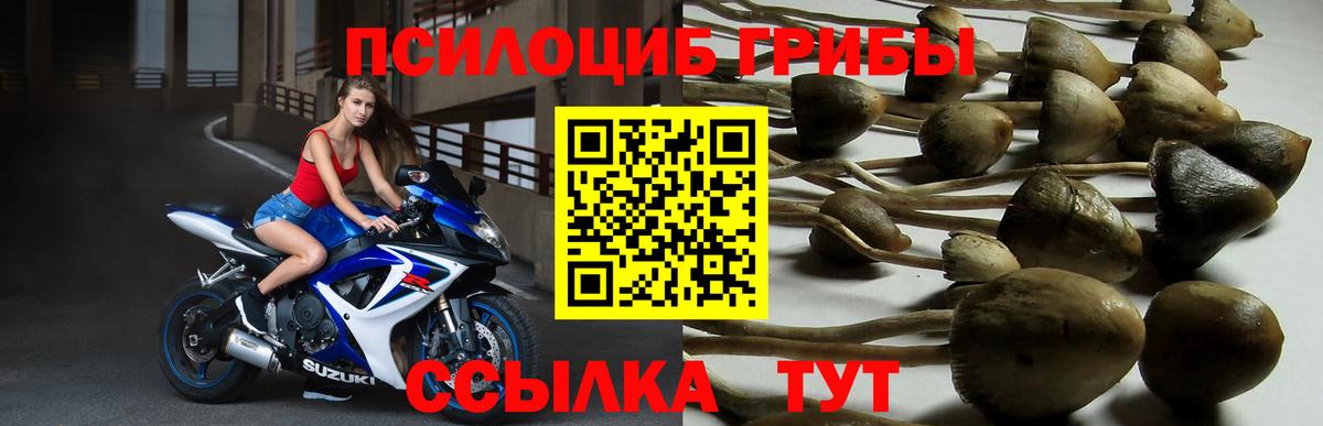 Псилоцибиновые грибы мухоморы Магадан